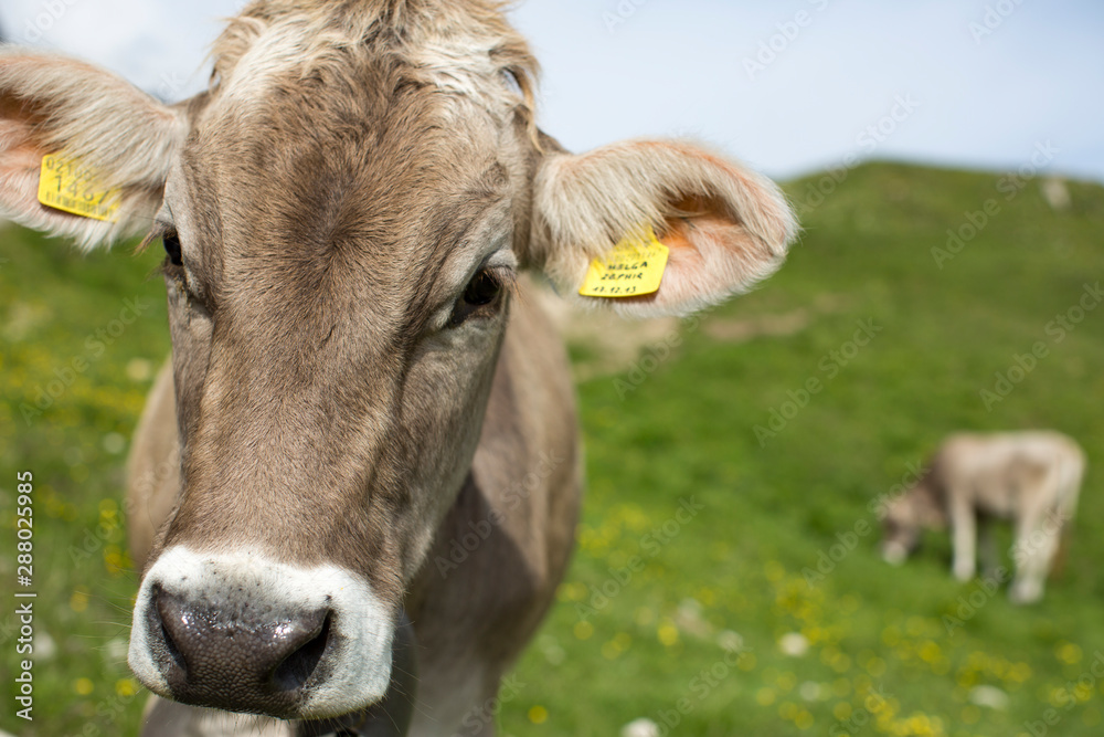 Cow  on Grass, Cow Head in focus and Background out of focus. Shallow depth of field, and a second Cow out of focus in the Background