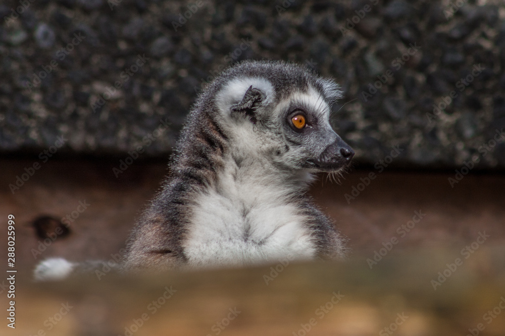 Right looking Lemur, ZSL London Zoo