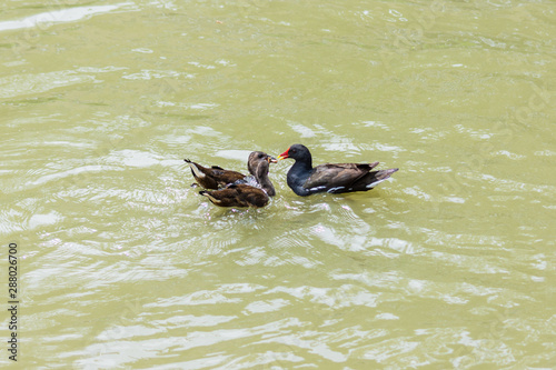 A pair of juvenile fledgling moorhens Gallinula chloropus swimming on a canal