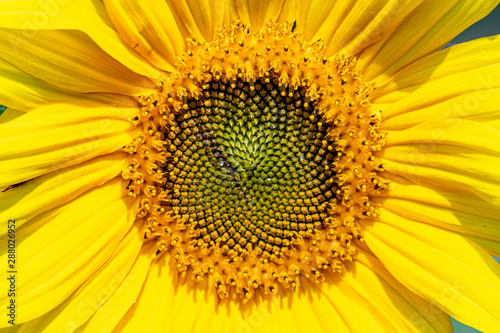 Close up of centre of a sunflower