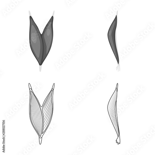 Isolated object of fiber and muscular sign. Collection of fiber and body stock vector illustration.