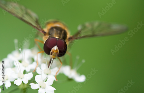 Hover fly Insect sitting on a white flower closeup of Hover fly. Blurred green Background. Macro of tiny Insect photo