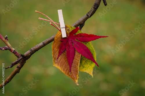 orange autumnal leaves photo