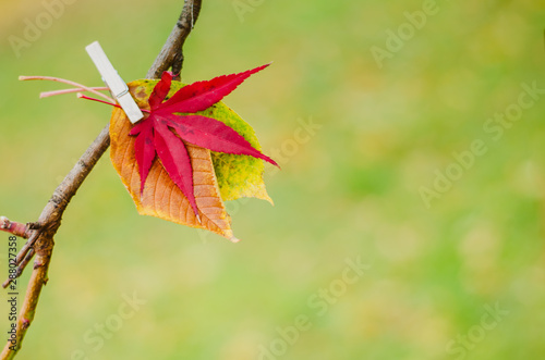 orange autumnal leaves photo