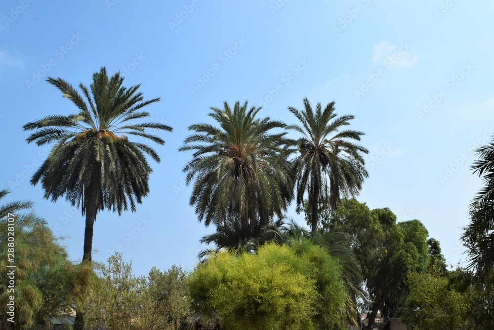 Obraz premium Paradise palm garden, Cyprus, Famagusta