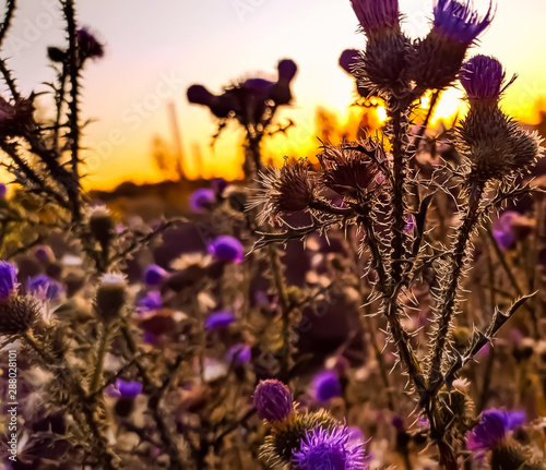 blooming fieldflowers in sunrise photo