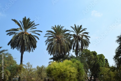 Paradise palm garden  Cyprus  Famagusta