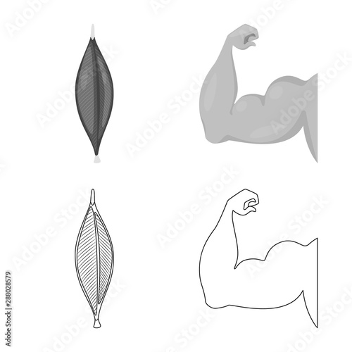 Isolated object of fiber and muscular symbol. Collection of fiber and body vector icon for stock.