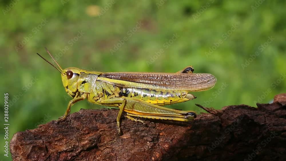 Large marsh grasshopper (Stethophyma grossum), close-up Large marsh grasshopper (Stethophyma grossum), close-up