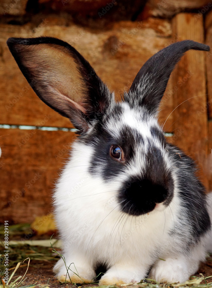 Funny little bunny