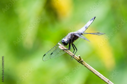 A male scarce chaser dragonfly Libellula fulva perched on a stem