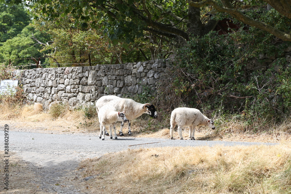 sheep with lambs on a back country lane free to wander sheep with lambs on a back country lane free to wander