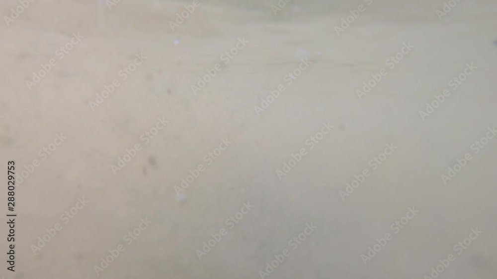 Steps in muddy water, air bubbles, sand stirring up, handheld shot. Feet stepping in cloudy water, dirt stirring up cloud of floating mud underwater, walking by shallow. Walk on muddy bottom in lake Steps in muddy water, air bubbles, sand stirring up, handheld shot. Feet stepping in cloudy water, dirt stirring up cloud of floating mud underwater, walking by shallow. Walk on muddy bottom in lake