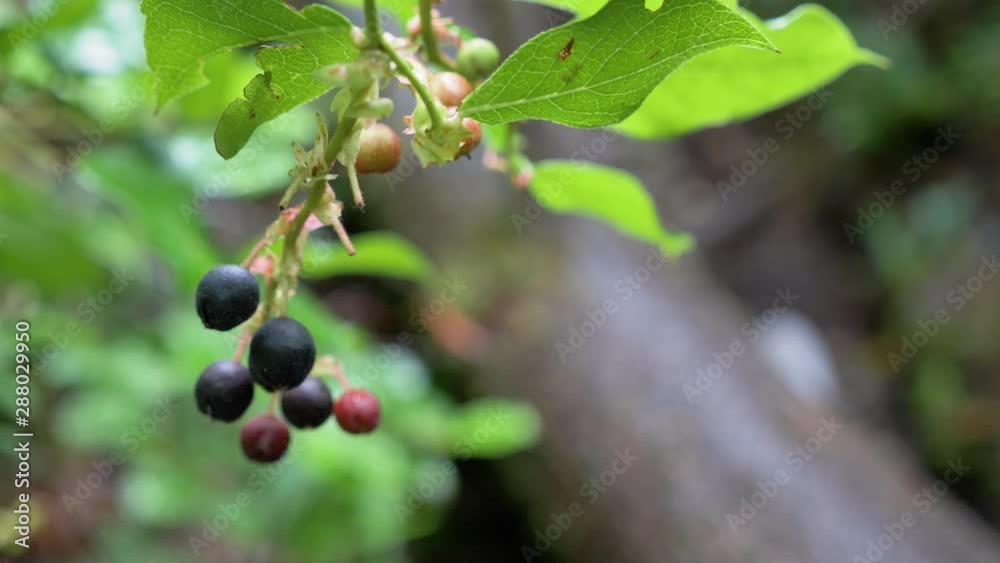 Close-up, slow motion, berries on a branch, Meares Island, British Columbia Close-up, slow motion, berries on a branch, Meares Island, British Columbia
