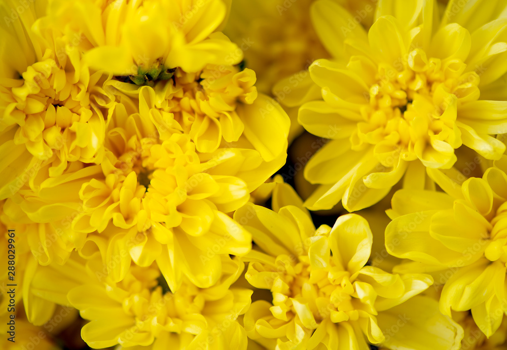 Bunch of yellow chrysanthemum flowers or Thai name call Mam Chompoo. This image can be use as background of lots of yellow flowers. Bunch of yellow chrysanthemum flowers or Thai name call Mam Chompoo. This image can be use as background of lots of yellow flowers.