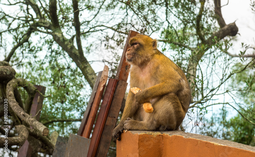 Young Barbery Ape sitting on a wall at the top of The Rock of Gibraltar