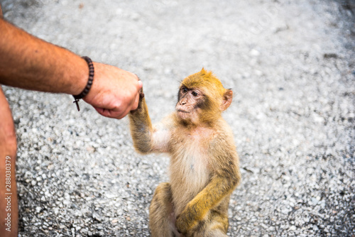 Young Barbery Ape sitting on a wall at the top of The Rock of Gibraltar
