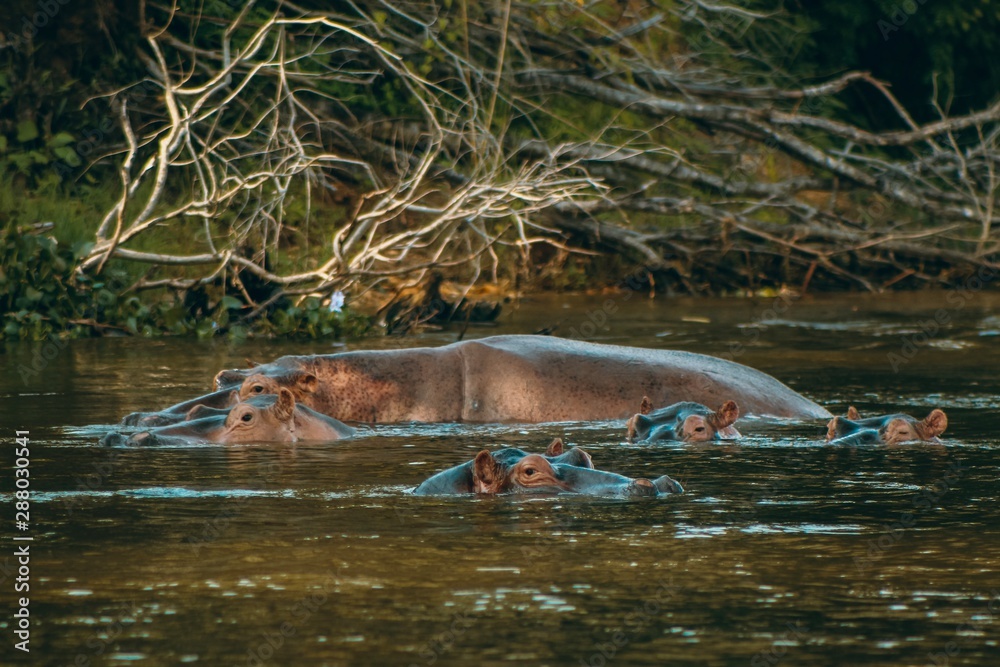 Obraz premium Boat Ride Surprise