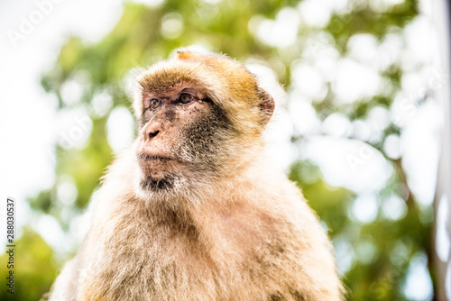Young Barbery Ape sitting on a wall at the top of The Rock of Gibraltar