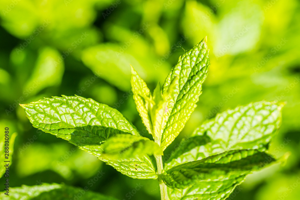 Fresh Mint leaves in garden Fresh Mint leaves in garden