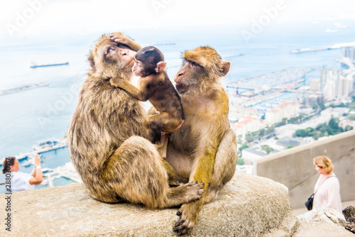 Young Barbery Ape sitting on a wall at the top of The Rock of Gibraltar