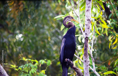 great hornbill