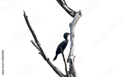bird on branch isolated on white