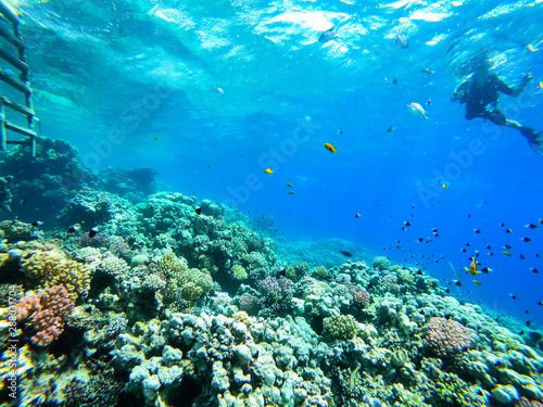 Sea underwater and coral reef.