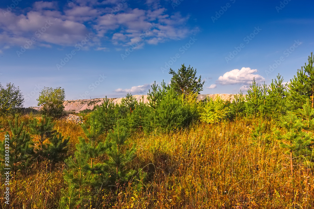 Fototapeta premium Summer meadow landscape with grass and wild flowers on the background of a forest.