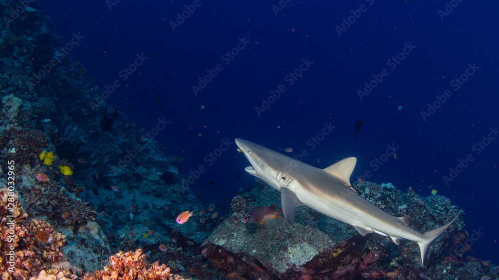 Fototapeta premium Riffhaie an Putzerstation Molokini Krater