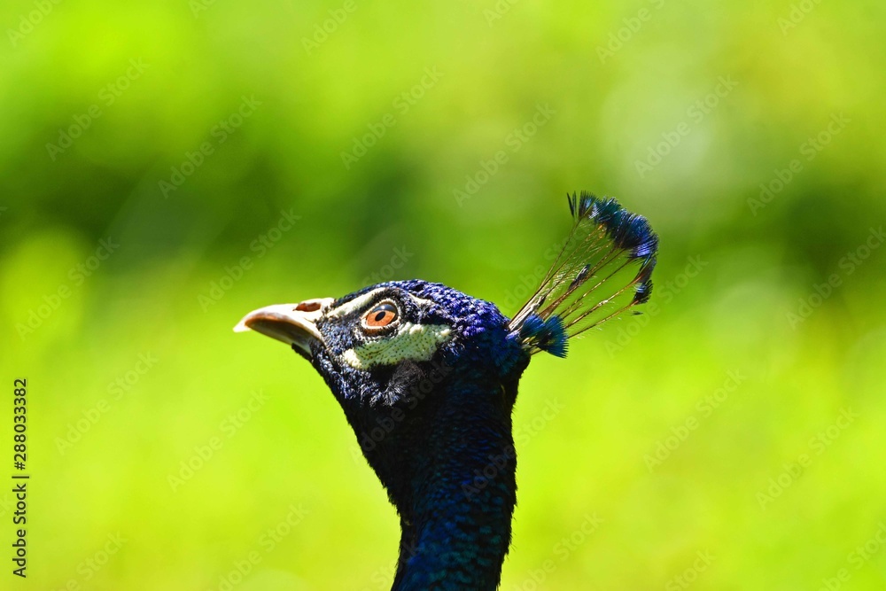 Naklejka premium Male peacock looking in the sky
