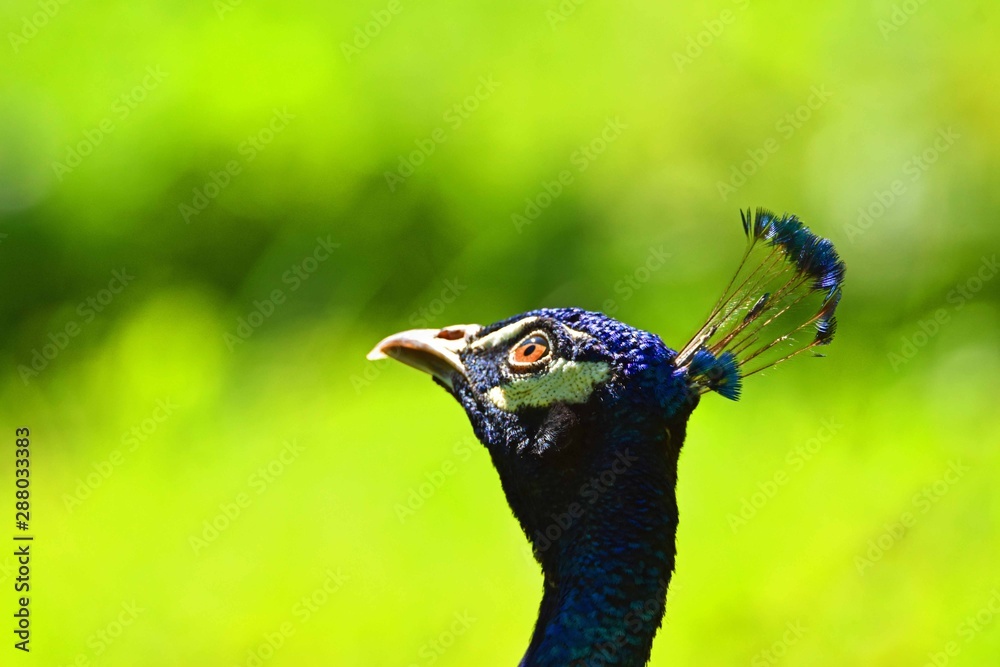 Naklejka premium Male peacock looking in the sky