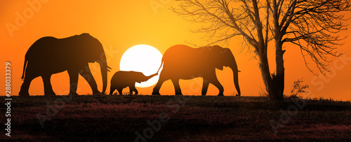 Photography family of elephants