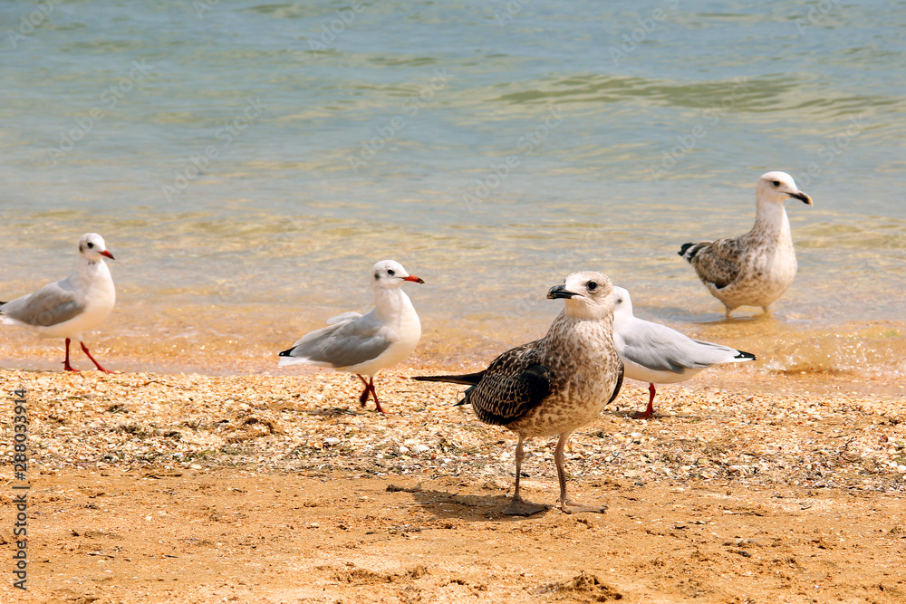 Larus argentatus. Silver gull on the seashore. Gull Larus argentatus. Silver gull on the seashore. Gull