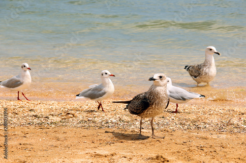 Larus argentatus. Silver gull on the seashore. Gull