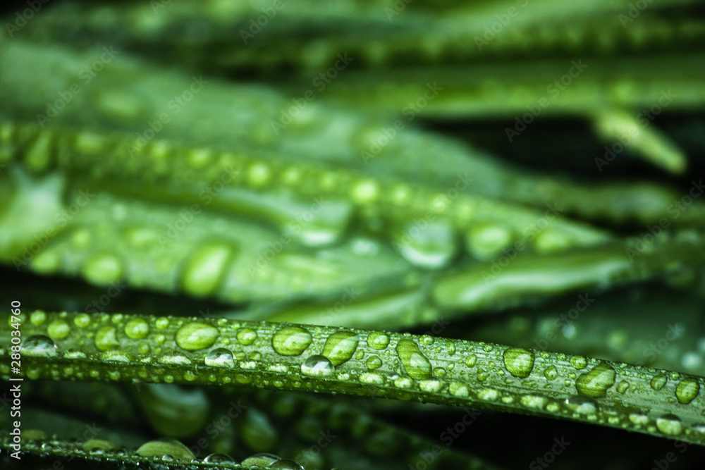 leaf with drops of water, macro nature background