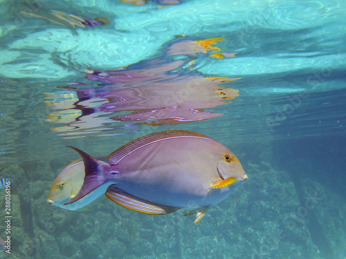 Underwater view of a Surgeonfish (Acanthurus xanthopterus)  in the Bora Bora lagoon, French Polynesia photo