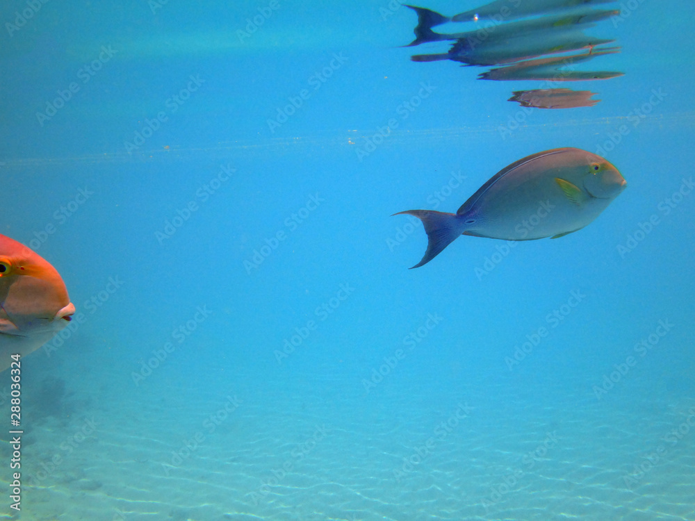 Underwater view of a Surgeonfish (Acanthurus xanthopterus)  in the Bora Bora lagoon, French Polynesia