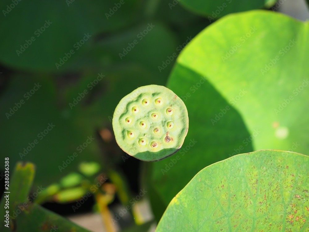 Lotus flower seeds Lotus flower seeds