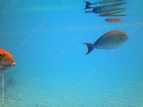 Fototapeta Naklejka Na Ścianę i Meble -  Underwater view of a Surgeonfish (Acanthurus xanthopterus)  in the Bora Bora lagoon, French Polynesia