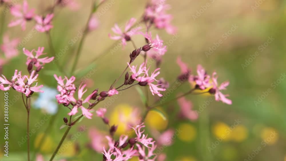 wildflower Lychnis flos-cuculi wildflower Lychnis flos-cuculi