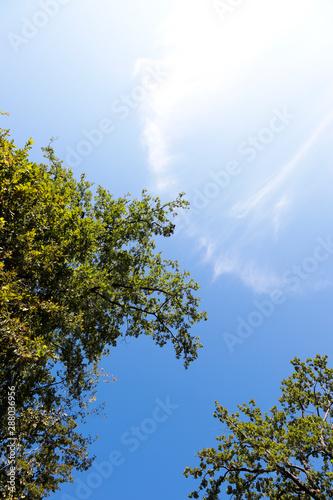 green tree and blue sky on a summer day, view from below into the sky