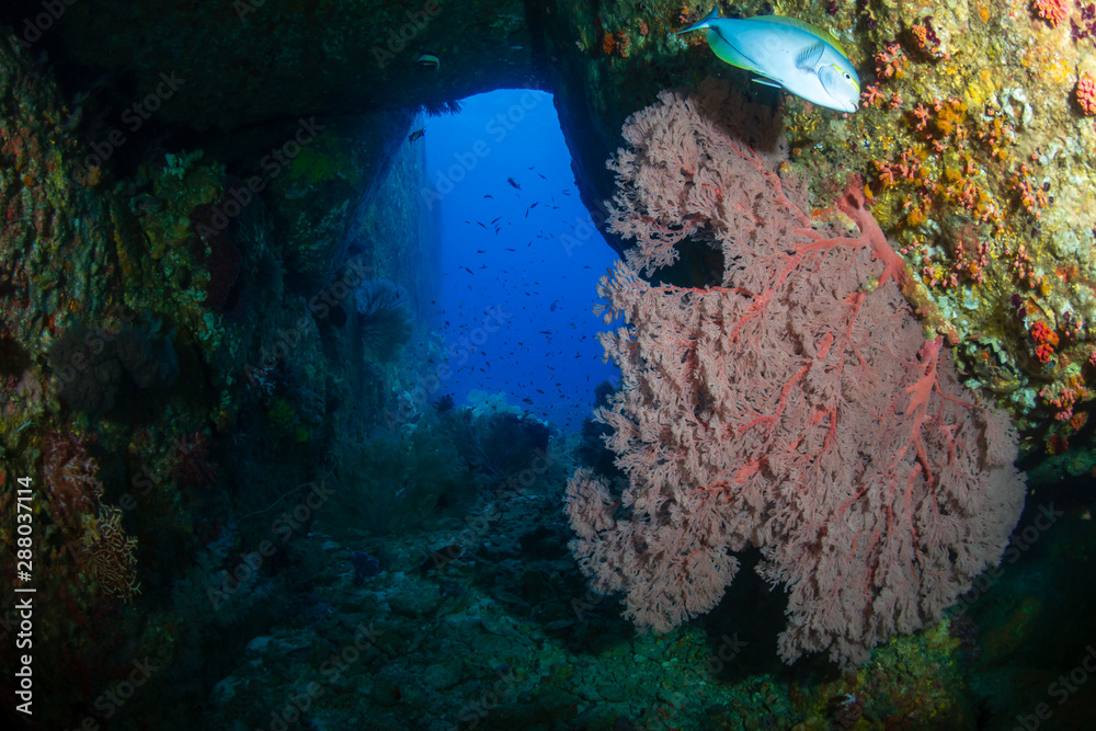 Underwater tunnels and holes on a coral reef in Thailand Stock Photo