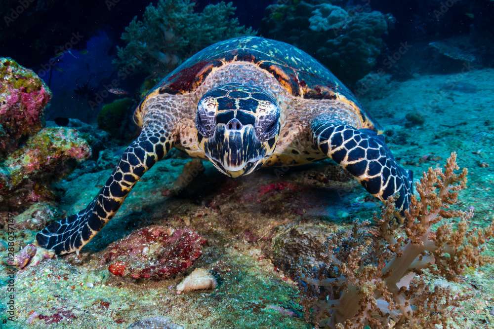 Fototapeta premium Hawksbill Sea Turtle feeding on soft corals on a tropical coral reef
