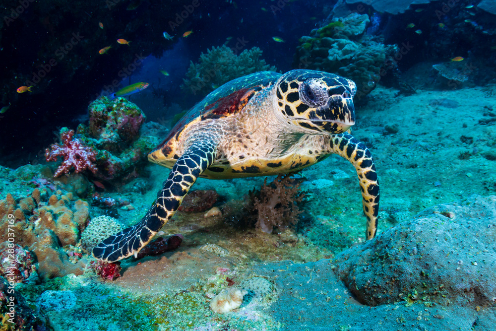 Fototapeta premium Hawksbill Sea Turtle feeding on soft corals on a tropical coral reef