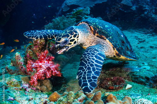 Hawksbill Sea Turtle feeding on soft corals on a tropical coral reef © whitcomberd