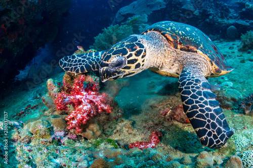 Hawksbill Sea Turtle feeding on soft corals on a tropical coral reef © whitcomberd