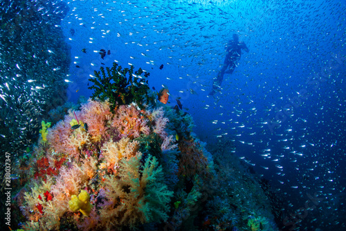 Fototapeta Naklejka Na Ścianę i Meble -  SCUBA divers on a colorful tropical coral reef