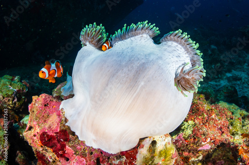 A family of cute Clownfish in their home anemone on a tropical coral reef in the Andaman Sea
