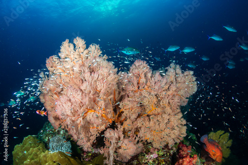 Tropical fish swimming around a healthy  colorful coral reef